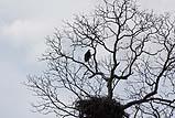 Bald Eagle Llano 2013